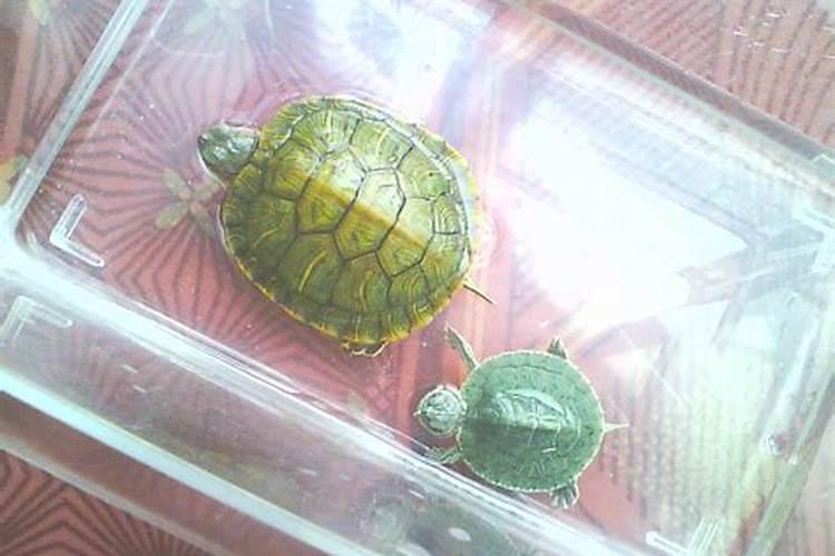风水一般家里养什么乌龟好？就是风水好的那种。