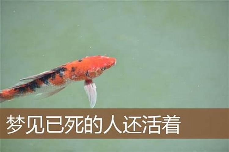 2025猪冲太岁戴什么