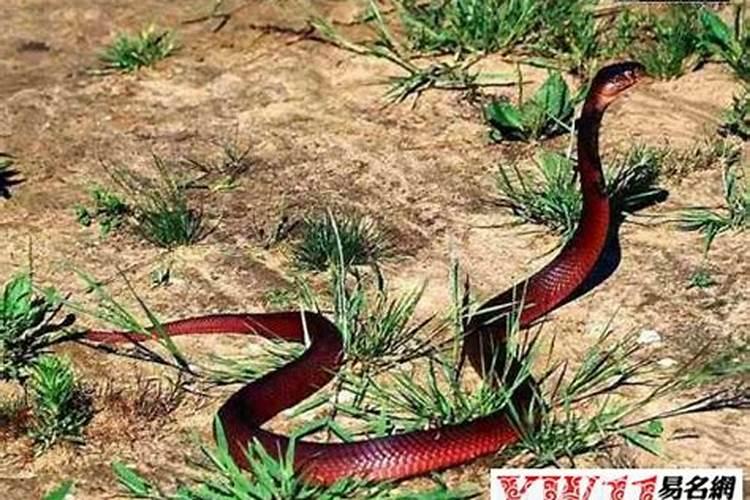 女人梦见红色的蛇有什么预兆