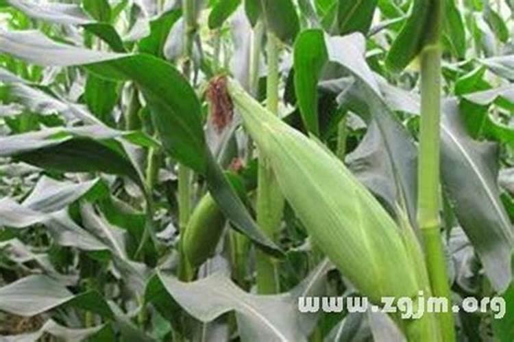 2022寒衣节在外地怎么给故去的亲人烧寒衣