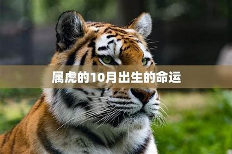 生于农历十月的属虎人命运
