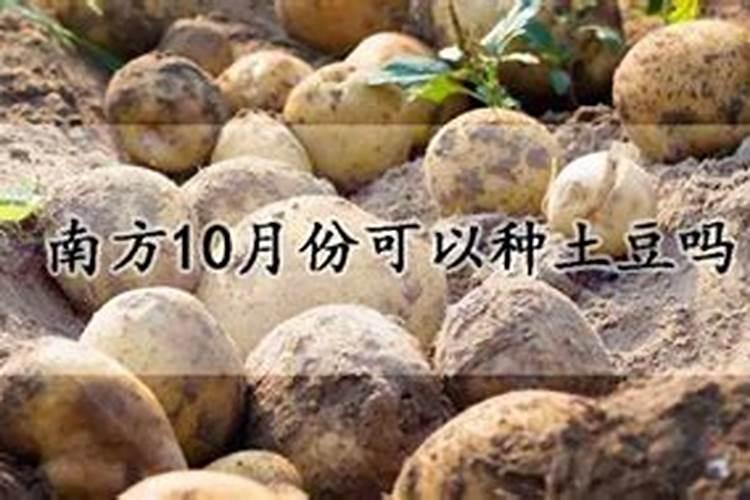 最早期土豆大棚栽培什么时候？