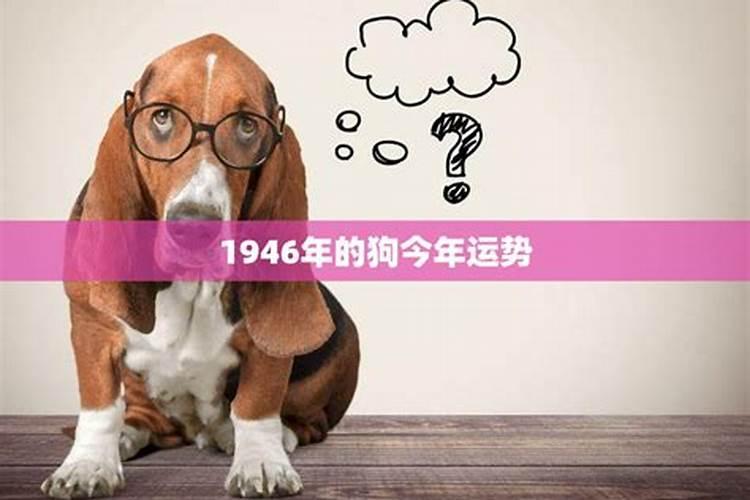 立春后运气好的生肖猪