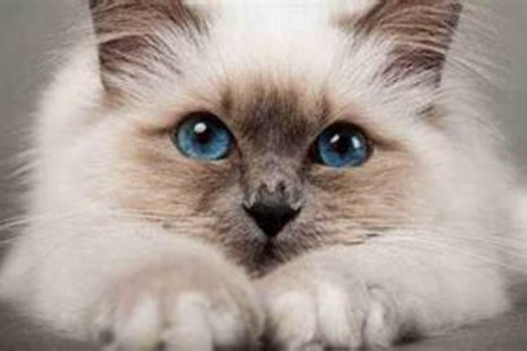 周公解梦梦见猫