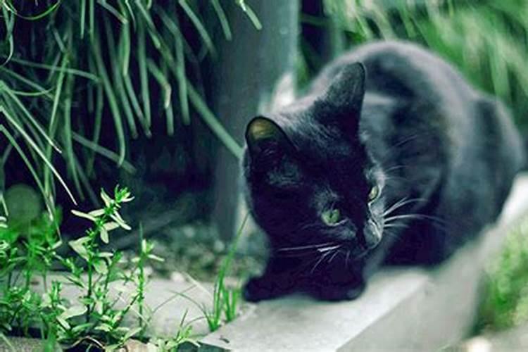 梦见黑猫是什么预兆 女性
