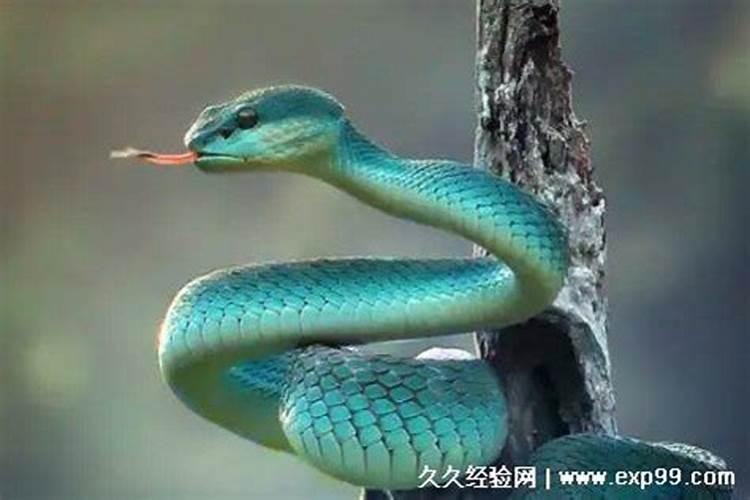 总是梦见蛇怎么回事 总是梦见蛇好不好
