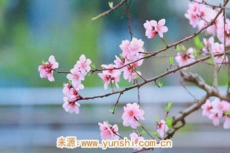 招桃花很灵的老方法什么东西招桃花最厉害