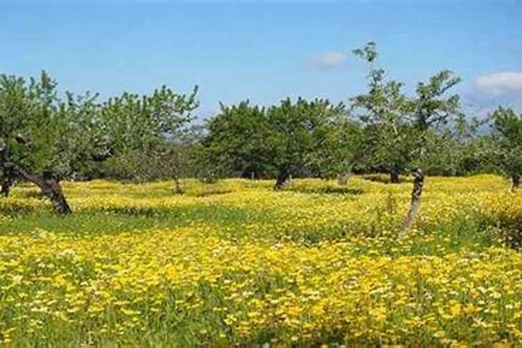 5月属虎人一生命运如何 属虎五月出生的命运好不好