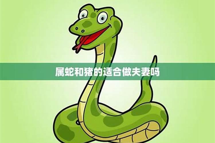 属蛇和属猪合不合？ 在一起能发财吗？