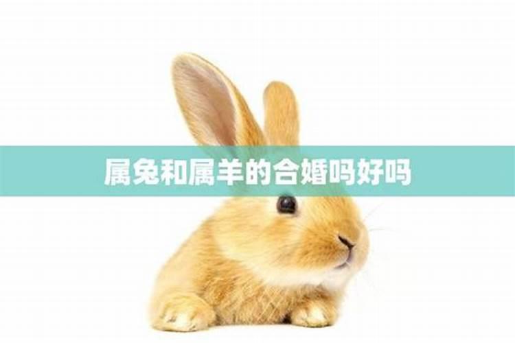 74年属虎和87年属兔婚配,87年女属兔的跟74年男属虎的可以配婚吗