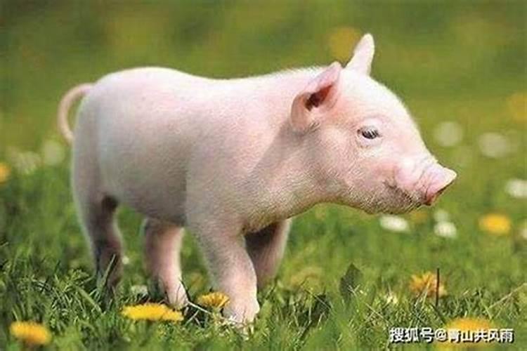 95年猪2025年运势