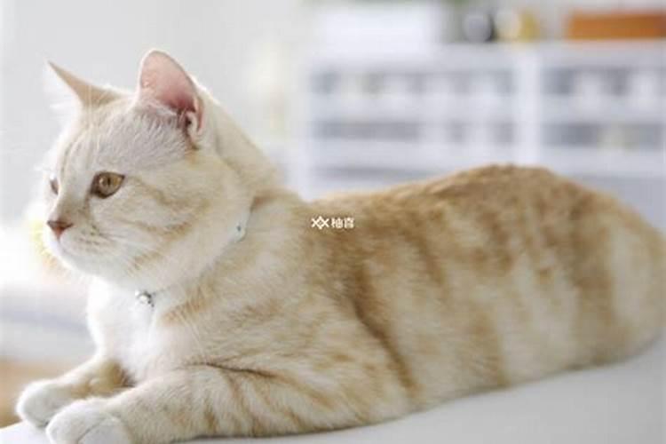 女人梦见猫是胎梦吗,备孕梦到猫是不是胎梦