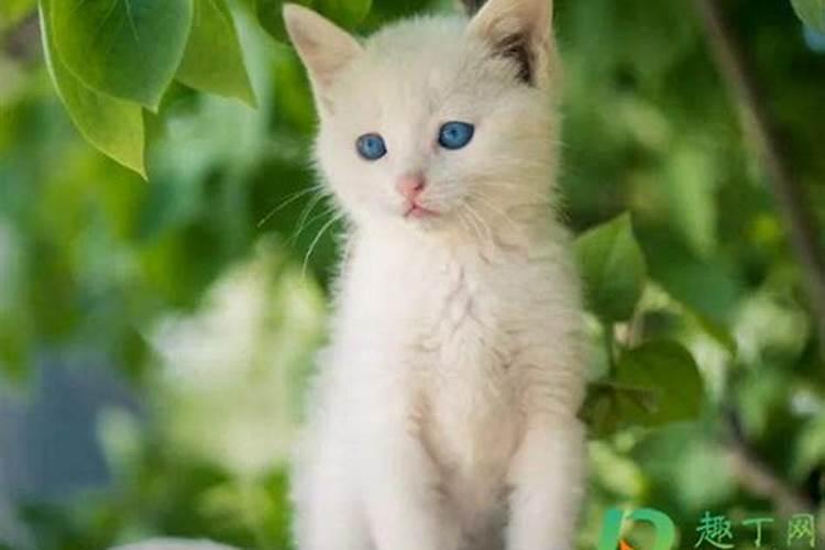备孕梦见猫是什么征兆