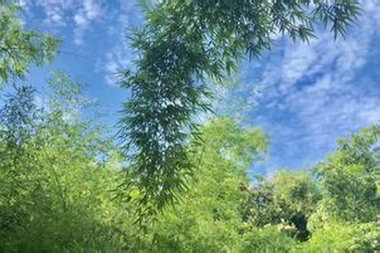 梦见被人追杀周公解梦是什么意思？