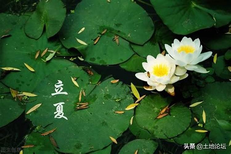 1984年腊月是什么命
