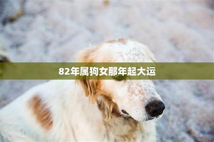 2025年82年狗女的全年运势如何