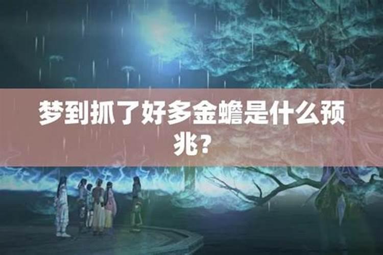 女人梦到金蟾预示着什么
