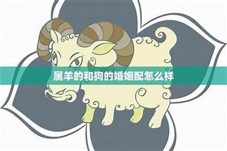 男羊女狗婚姻相配吗？