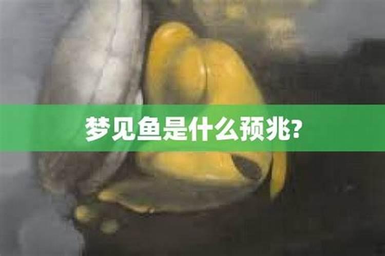 90属马人2025年及未来运势