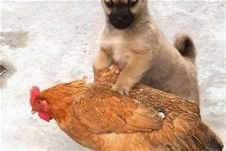 梦见回老家是什么征兆