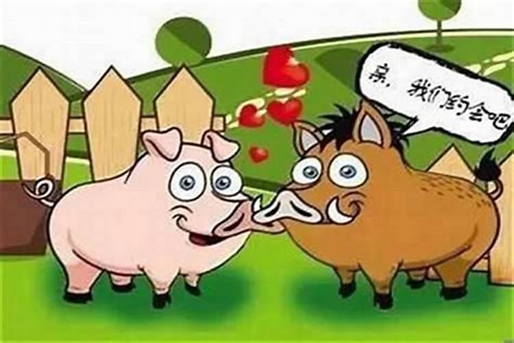 猪和猪结婚婚姻如何两个同年猪能结婚好吗