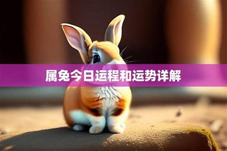 属兔2025年5月21日运势