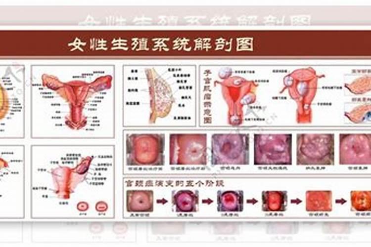 周公解梦梦见老婆的背上长满红痘痘？