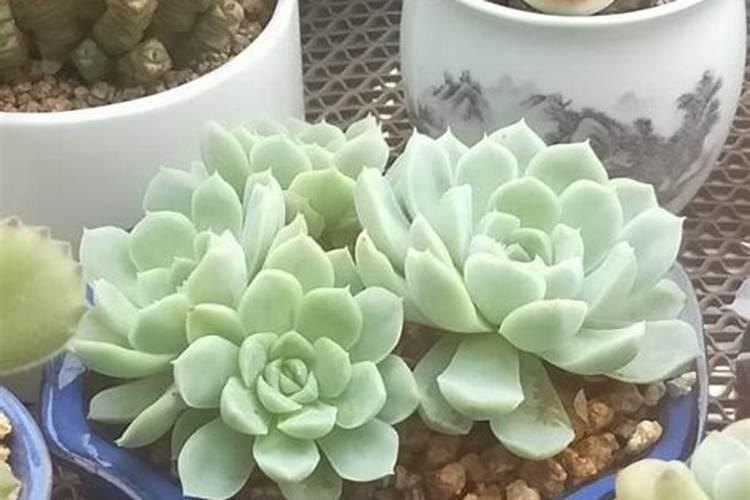 属兔能不能和属虎的在一起 结婚好吗
