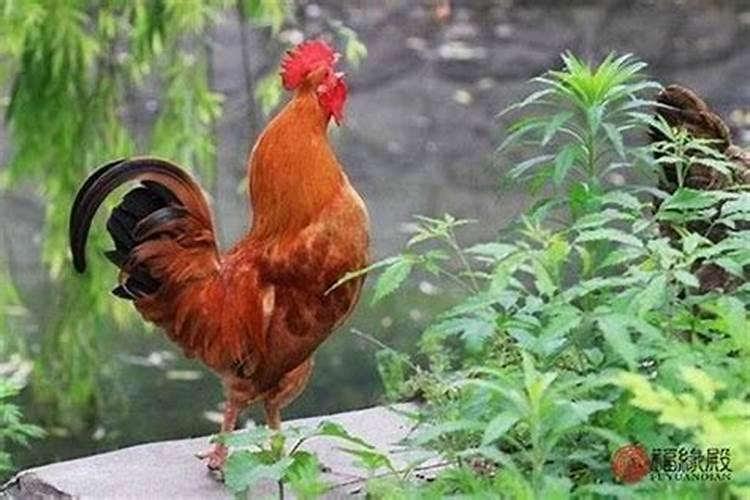 属鸡和羊的婚姻怎么样男属鸡女属羊合婚吗