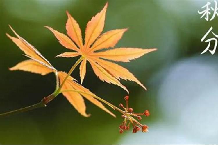 秋分是几月几号 秋分是什么意思