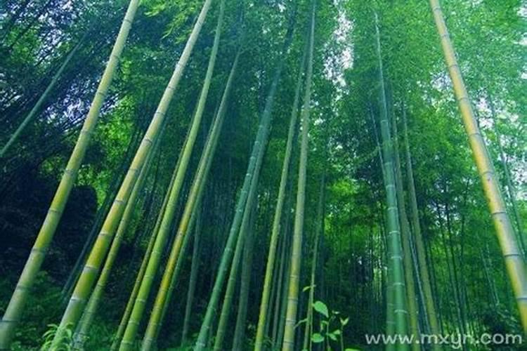 梦到竹子好不好 梦到竹子是什么意思