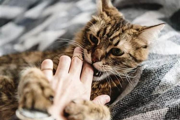 梦见自己被猫咬出血然后把猫捏死是什么意思