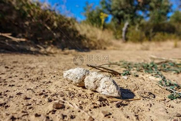 梦见厕所粪便的周公解梦