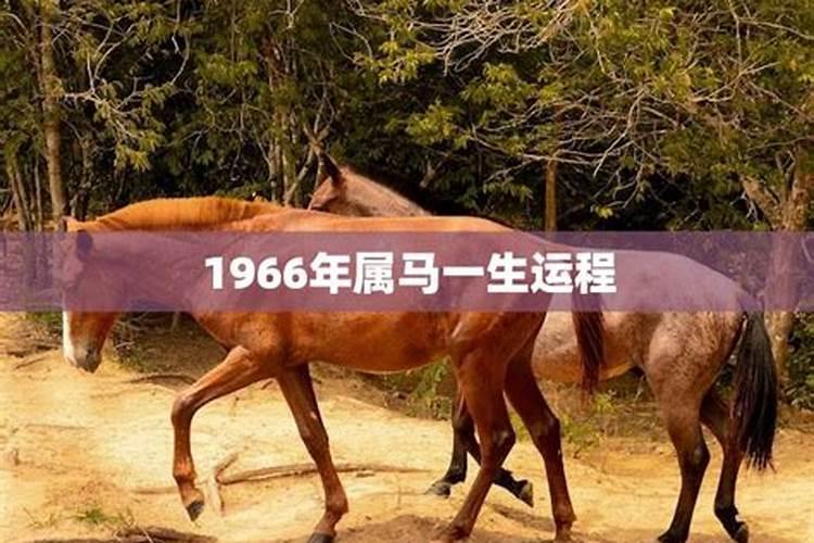 2025年的生肖是什么生肖
