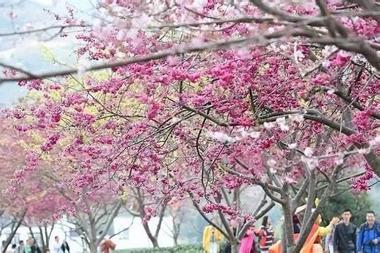 去泰安游玩,能体验到哪些民俗活动？