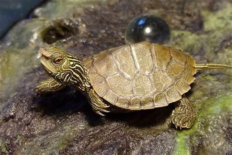 梦见被朋友拿刀杀死的预兆