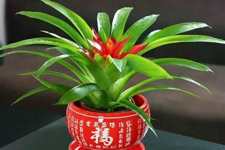属鸡种什么盆栽最旺财