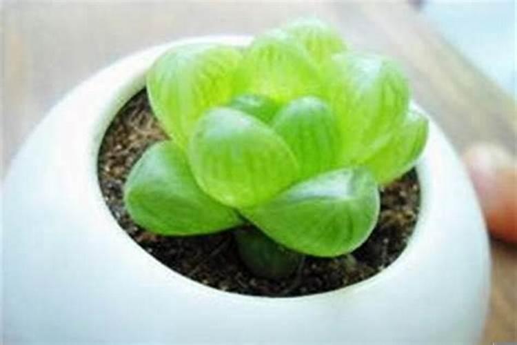 属鸡人适合养的风水植物介绍 属鸡的养什么绿植招财