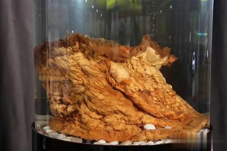 太岁是生物吗？它有生命吗？会动吗？