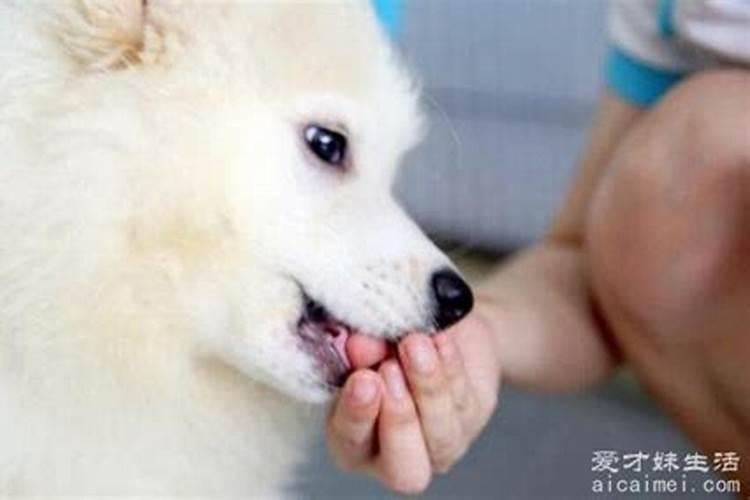 梦见自己的左手被黄狗咬了一口的预兆