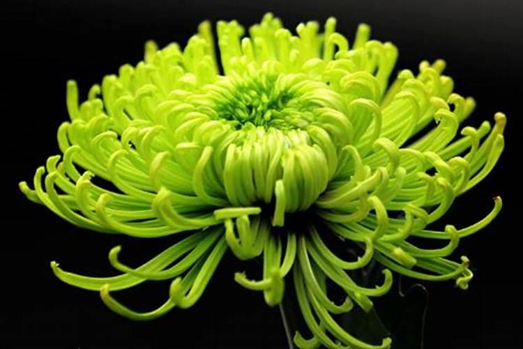 代表重阳节的花是什么花 哪些花代表重阳节