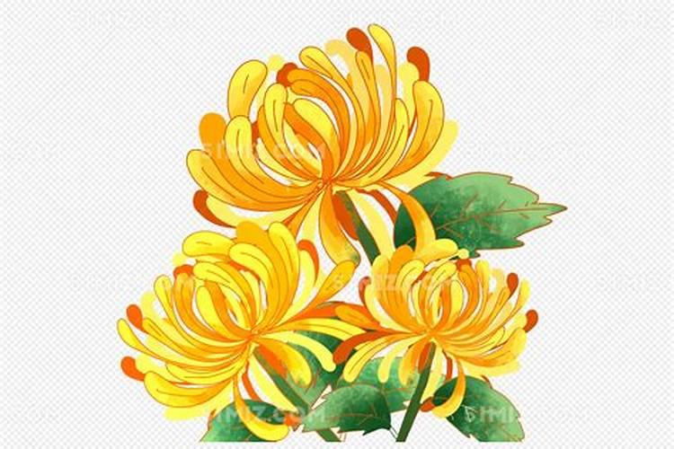 重阳节开什么花 简单介绍在重阳时节开的几种花