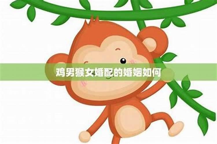 属猴男和属鸡女相配吗