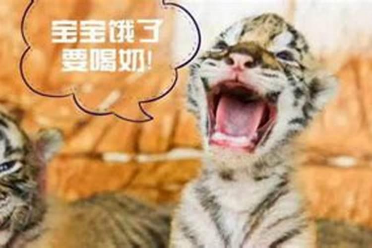 梦见大乌龟是什么意思？