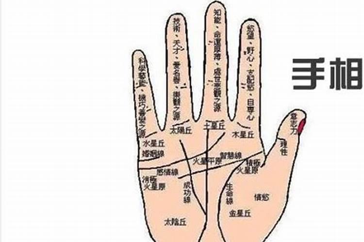 梦见两只大乌龟是什么意思？