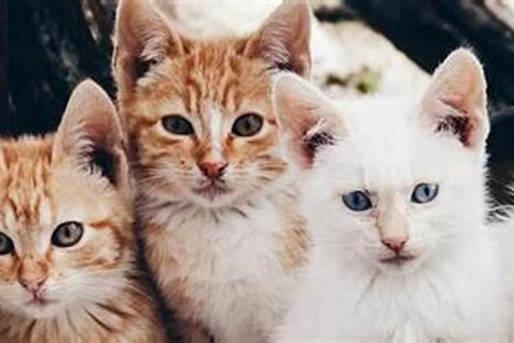 梦见好多猫都死了的预兆