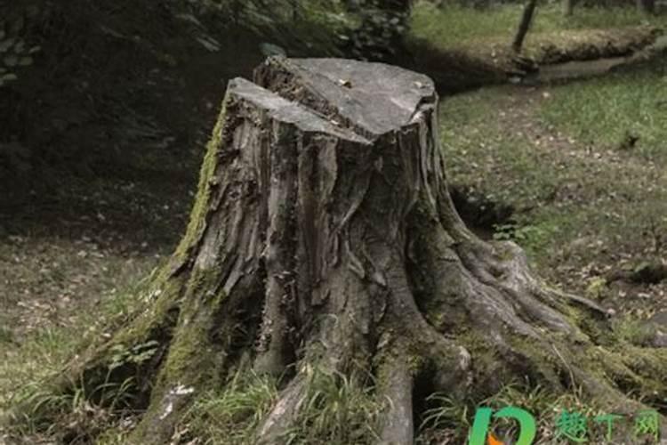 家里养什么植物风水好？哪些植物可以招财旺财？