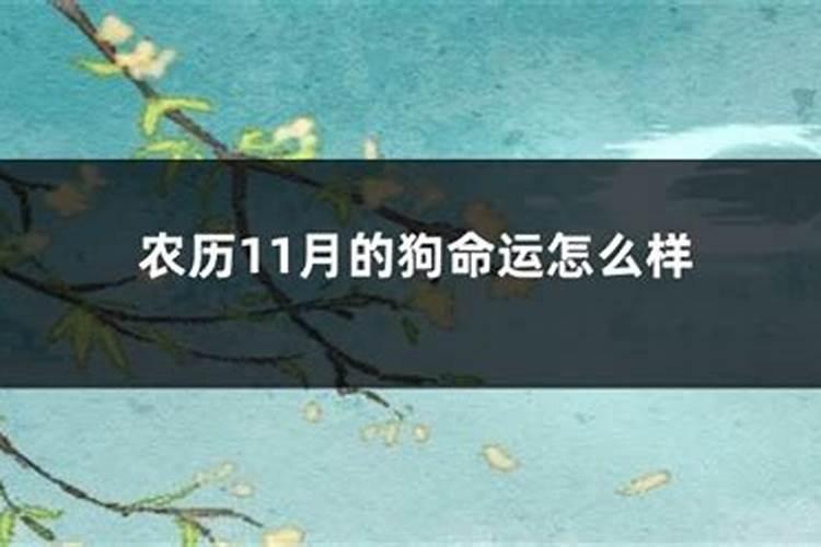1982年 阴历11月13狗人的命运