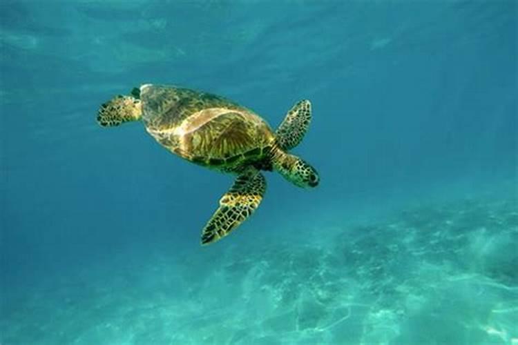 梦见水涨遇到大海龟