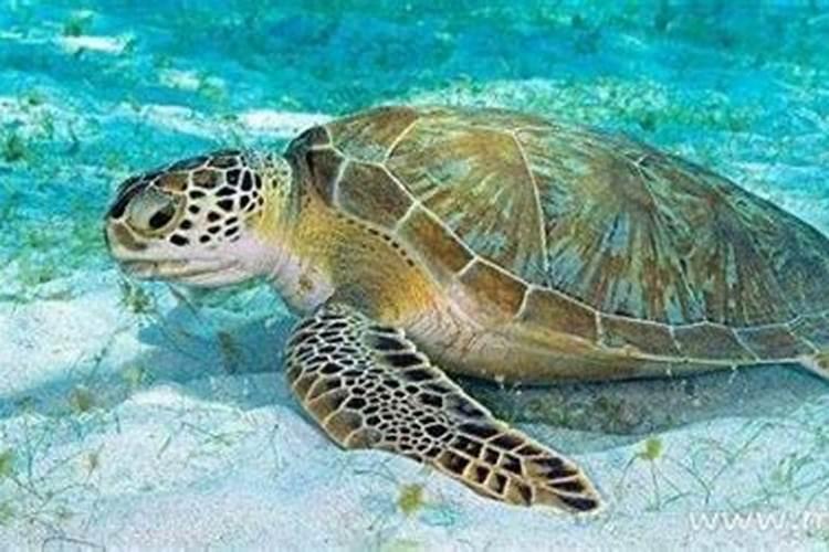 梦见从海里捞出个大海龟